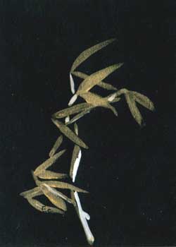 "Bamboo In The Wind" by Elizabeth Clayton, Brookfield WI - Acrylic - SOLD